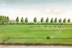 1034        Weiland met koeien   -   Hilmar Schäfer - zp