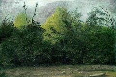 1037      Vogel op tak   -   Hilmar Schäfer - zp