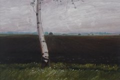 3003         Berkenboom  -  Hilmar Schäfer - zp