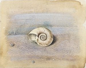 Klein schilderwerkje/schetsje van een schelp van Hilmar Schäfer