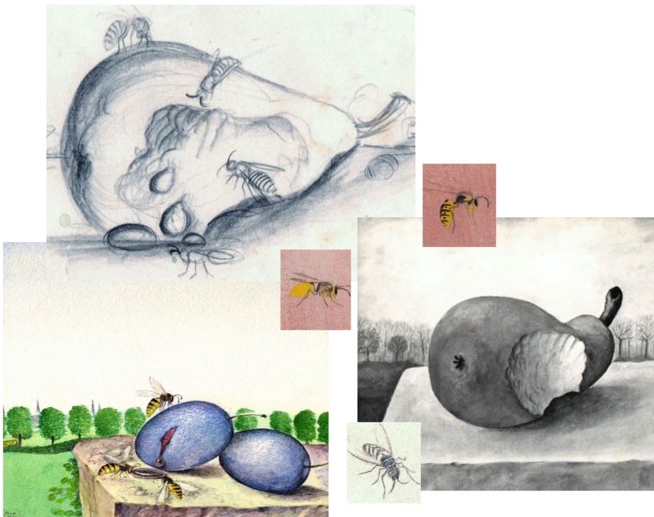 Schets van peren en wespen getekend door Hilmar Schäfer